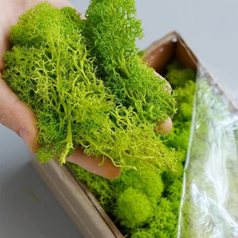 Sphagnum Moss Dry - 인공 녹색 식물 영원한 생명 이끼