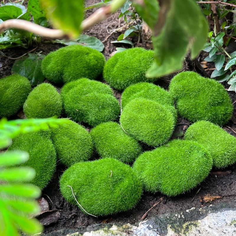 5/30pcs 시뮬레이션 이끼 돌 인공 이끼 돌 공 가 - Sphagnum Moss Dry 리뷰 및 가격