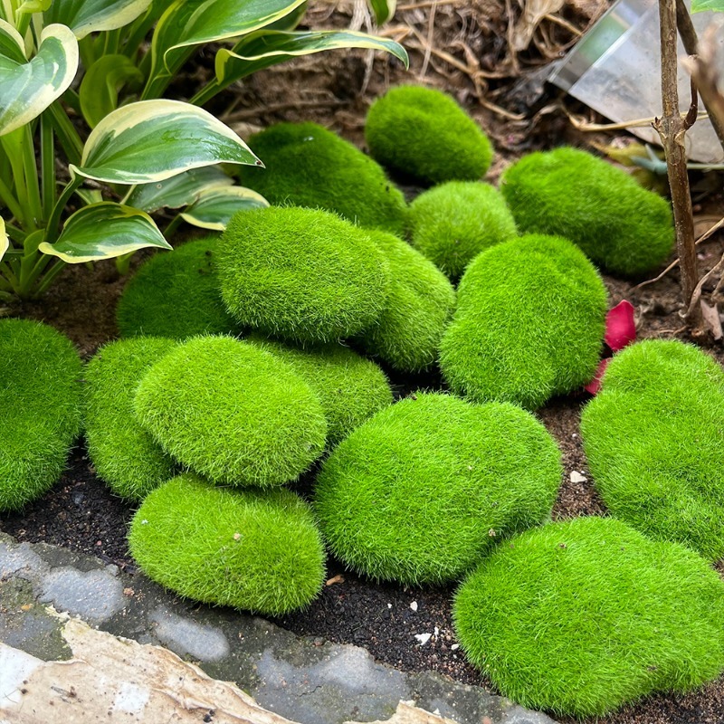 5/30pcs 시뮬레이션 이끼 돌 인공 이끼 돌 공 가 - Sphagnum Moss Dry 리뷰 및 가격