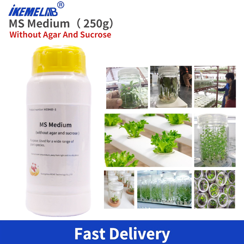 IKEME 한천 및 설탕 없는 식물 조직 배양, 실험실 - Agar Tissue Culture 리뷰 및 가격