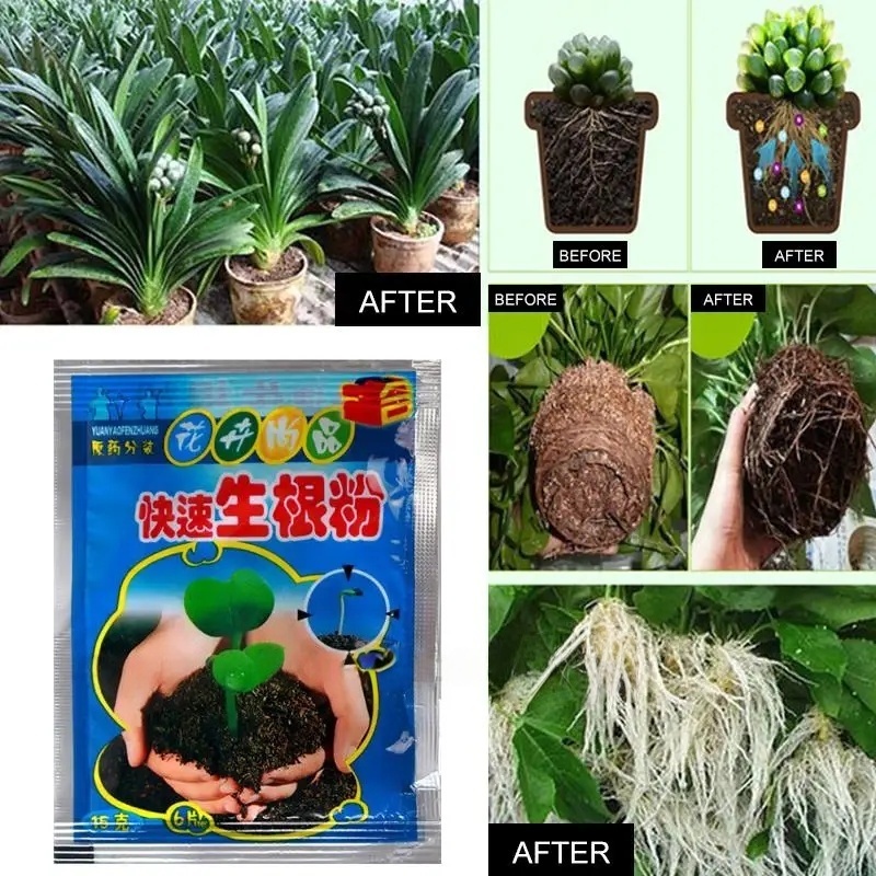 5개입 빠른 발근 분말 식물 급속 발근제 호르몬 성장  - Rooting Hormone Powder 리뷰 및 가격